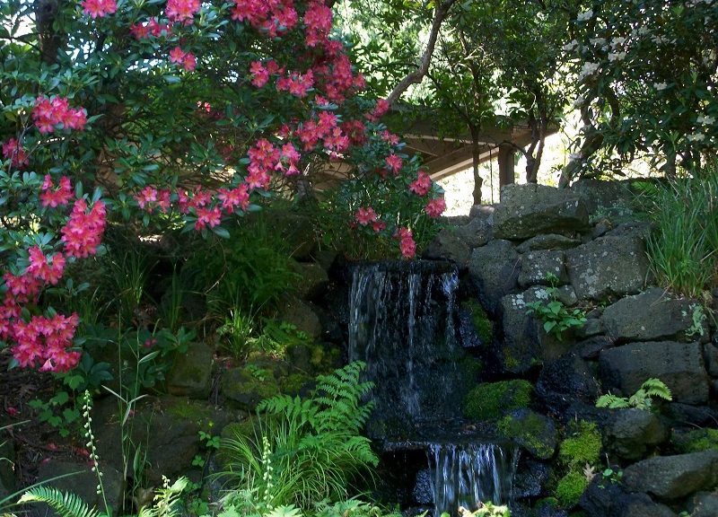Crystal Springs Rhododendron Garden Wendy N Wagner